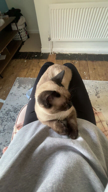 Selling cat