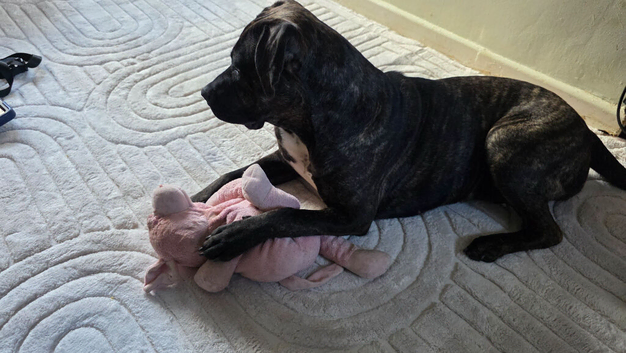 Beautiful Cane corso cross