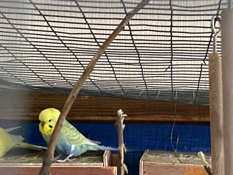 4 budgies for sale