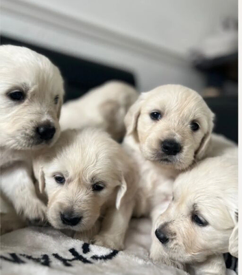 KC Pure white golden retriever puppies