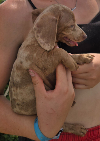 Litter of stunning miniature dachshunds for sale