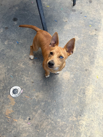 Sausage x Jack russel