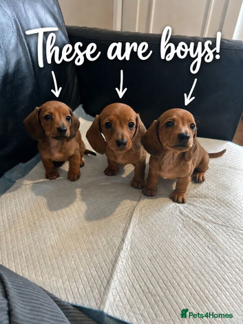 Beautiful little dachsund puppies
