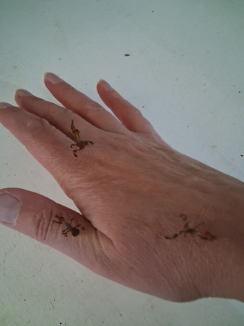Ghost mantis nymphs