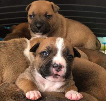 Red Staffordshire bull terrier puppies
