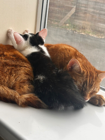 2 cats