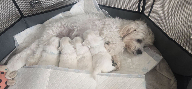 Maltese