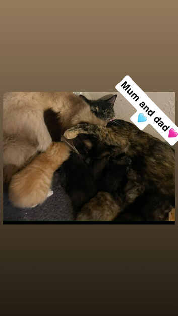 Long hair kittens xxx