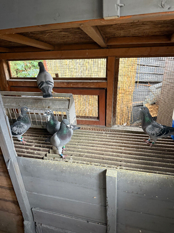 5 pairs of racing pigeons available