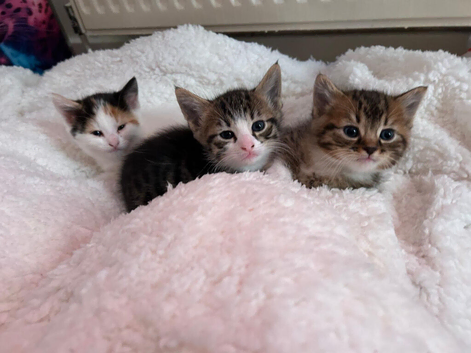 Gorgeous Bengal Kittens!!