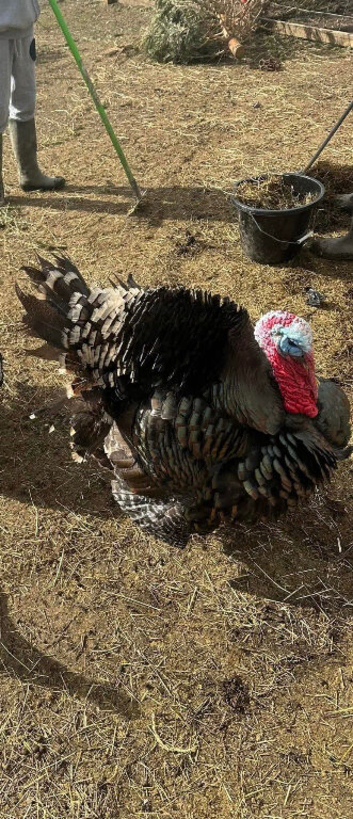 Bronze male turkey