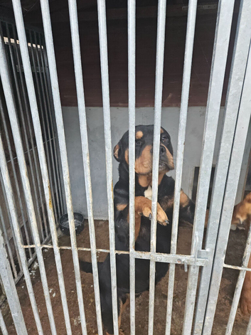 Rottweiler for sale