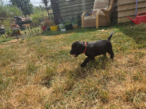 Quality Cockador puppies