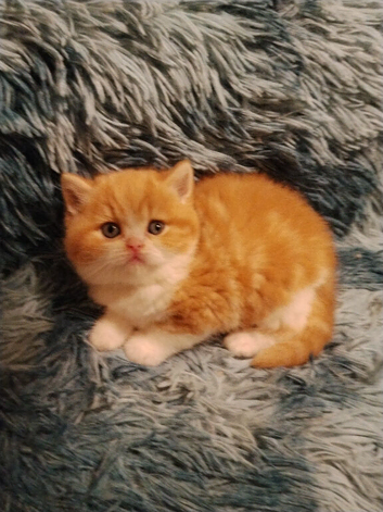 Exotic Persian girl and boy ready for rehoming