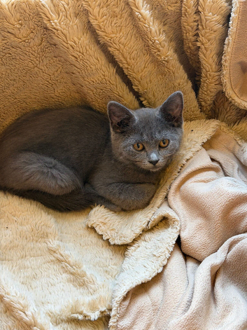 Gorgeous British Short Hair kittens