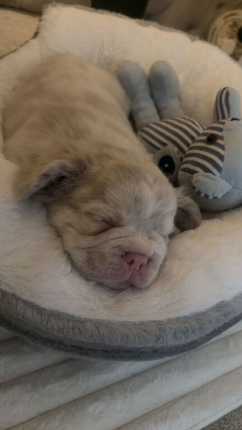 Fluffy Merle frenchie boy