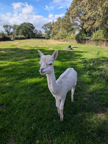 Beautiful White Male Alpaca
