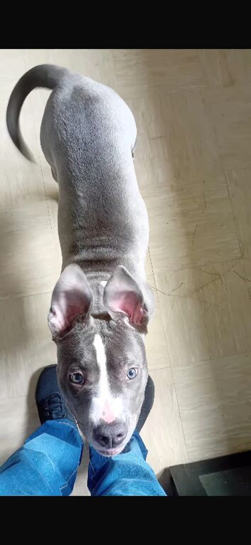 Staffy