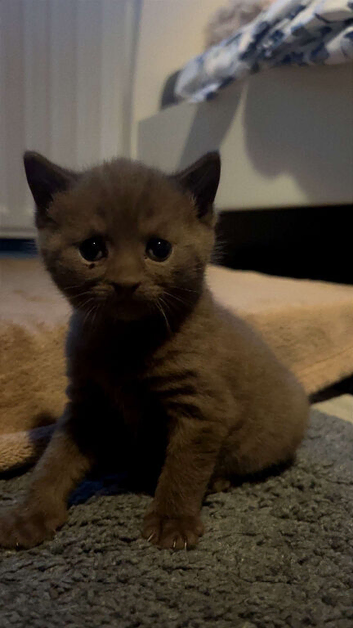 Cinnamon-colored Siamese