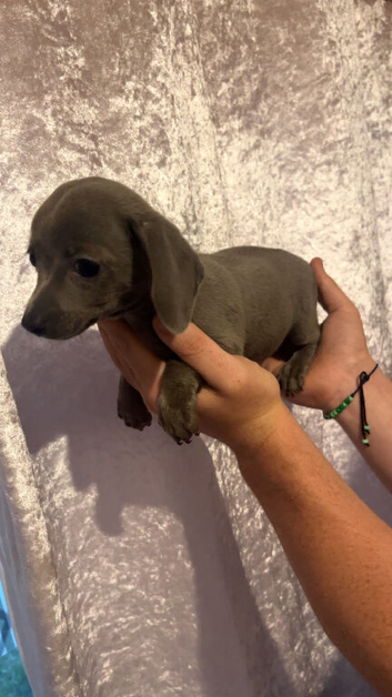 5 beautiful Chiweenies