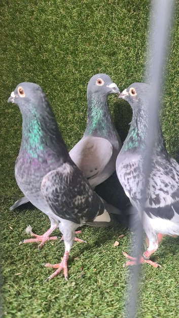 Racing pigeons