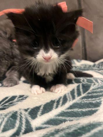 1 beautiful  Persian X kitten (female )