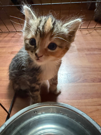 Beautiful kittens