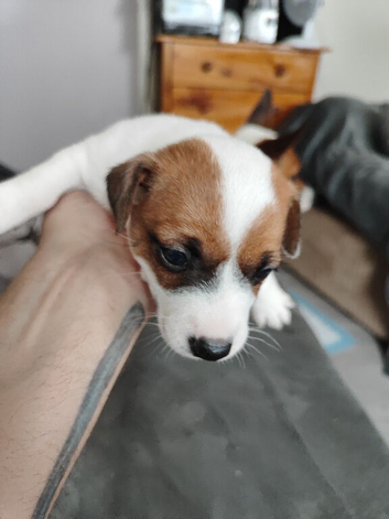 Jack Russell puppies