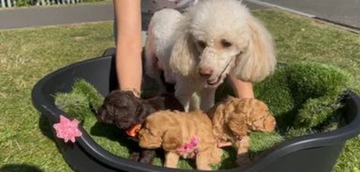 Gorgeous Poodle &times; Cocker Spaniel Puppies Looking for Loving Homes