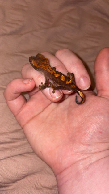 unsexed crested gecko