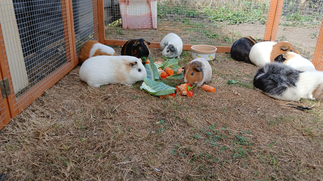 Guinea pigs cared for whilst people on their holidays
