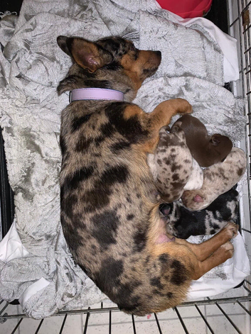 Jack Russells