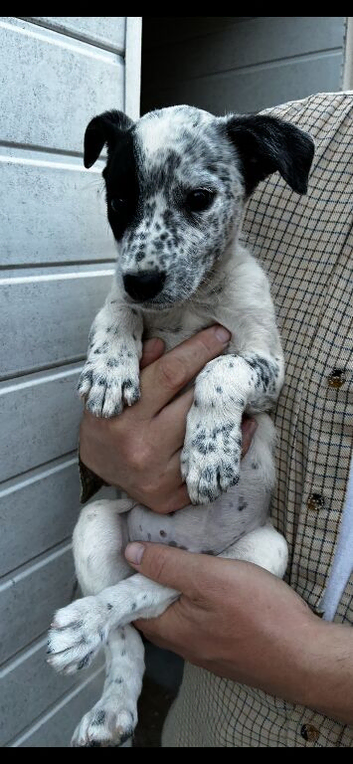Beautiful Lurcher puppies