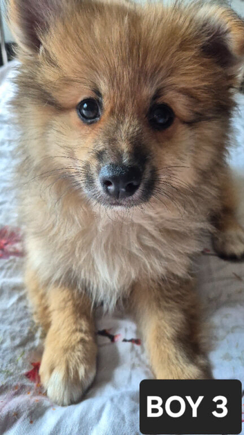 Fox face pomeranian puppys