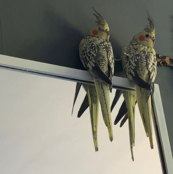 2 young tamed cockatiels for sale