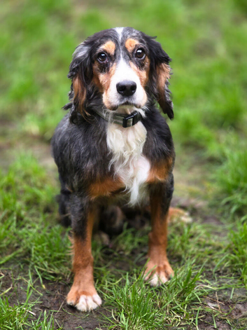 Rocky 4 year old male