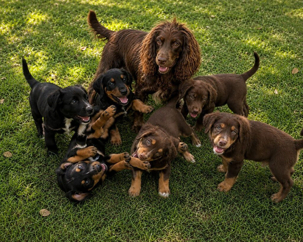 Cocker spaniel puppies ready now