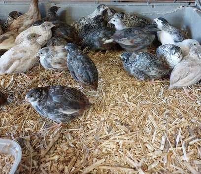 Chinese painted quail