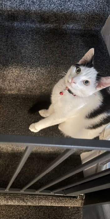Male 1Yr old domestic cat