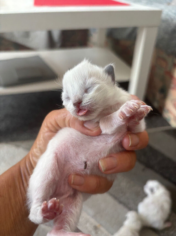 Stunning ragdoll ready soon