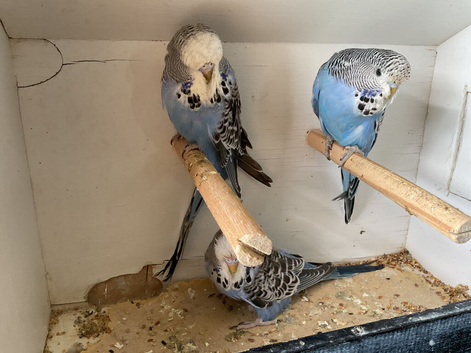 Baby budgies for sale