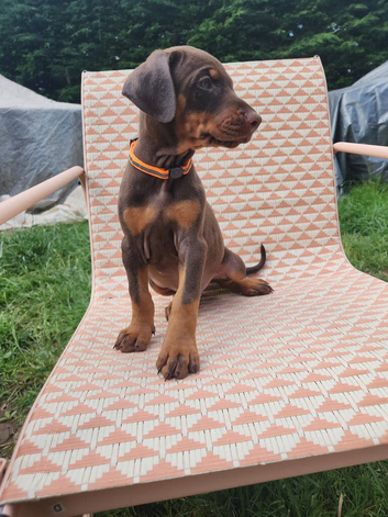 Doberman puppies just 8 days left before they can leave