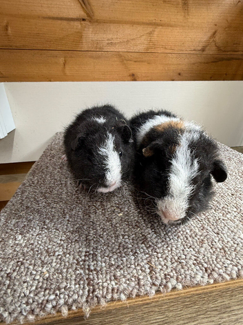 Teddy Boars