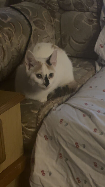 Kitten