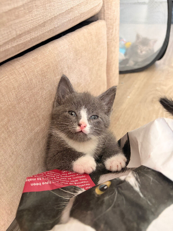TWO MALE KITTENS LEFT!