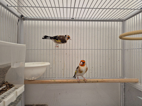 Siberian goldfinch
