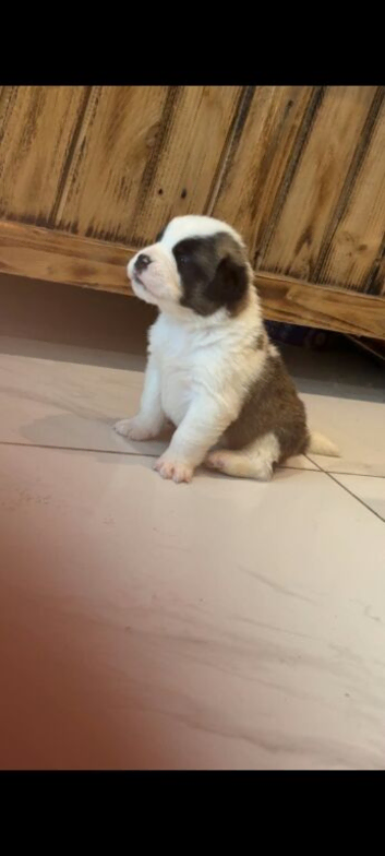 Beautiful Saint Bernard puppies