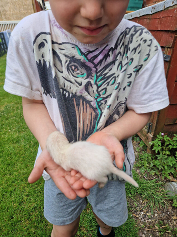 Ferret kits ready now