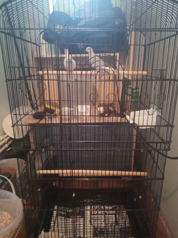 2 young diamond doves and cage