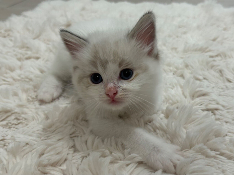 Lilac Bicolour Male Ragdoll Kitten